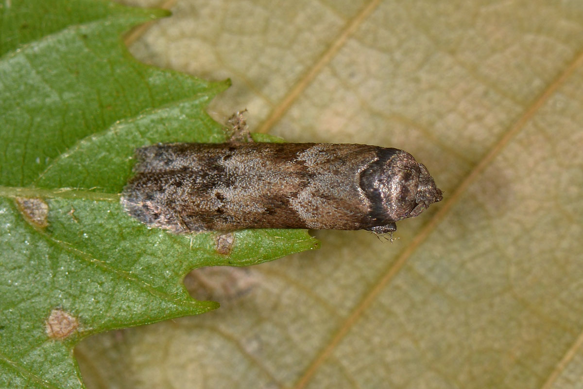 Blastobasis sp? Si, Blastobasis glandulella